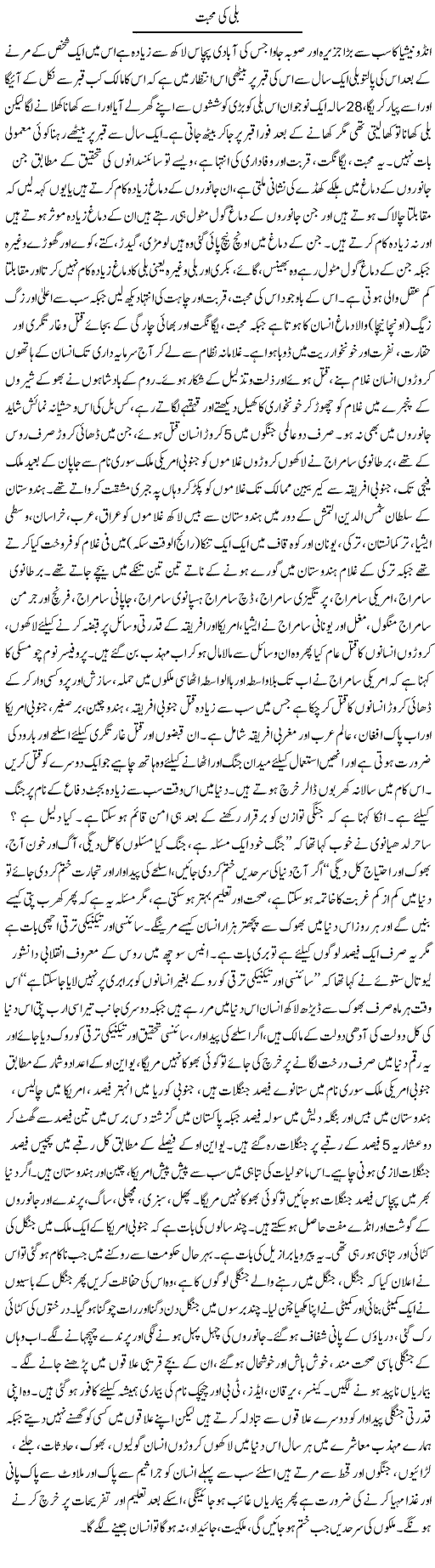 Billi Ki Mohabbat | Zubair Rehman | Daily Urdu Columns